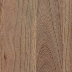 Cherry - PCL Seashell (D22N09096)